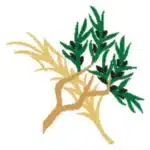 Borriquita